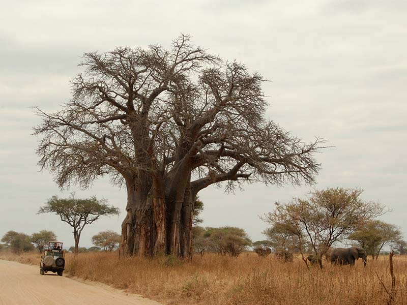 safari and baobao tree
